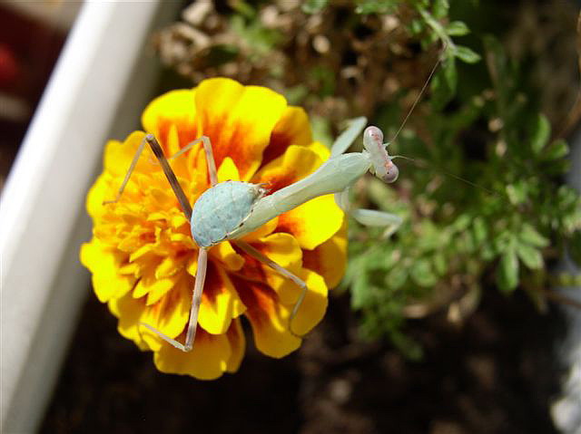 Hierodula sp.(Thajsko)