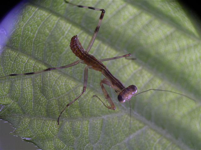 Hierodula sp.(Thajsko)