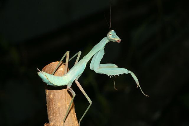 Hierodula sp.(Thajsko)