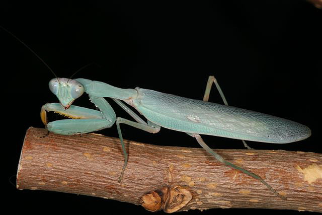 Hierodula sp.(Thajsko)