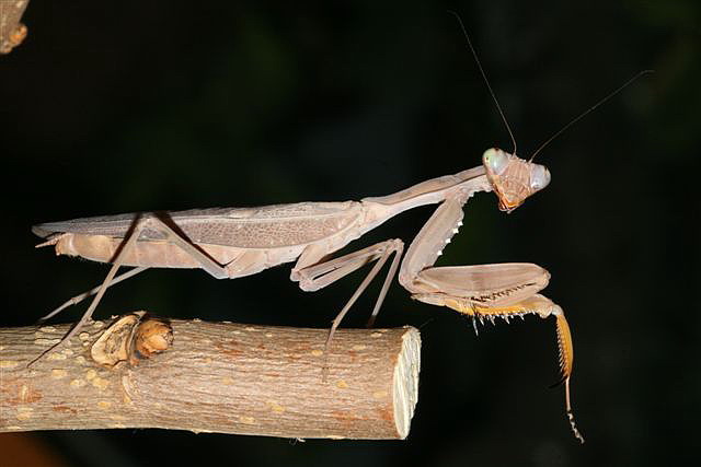 Hierodula sp.(Thajsko)