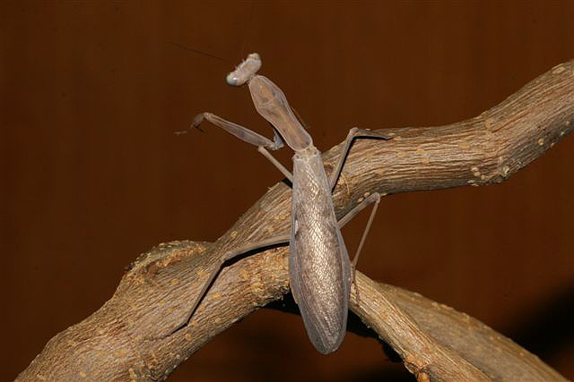 Hierodula sp.(Thajsko)