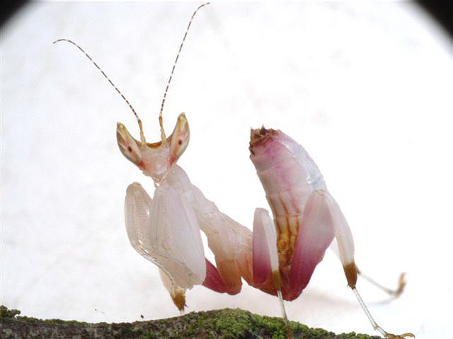 Hymenopus coronatus