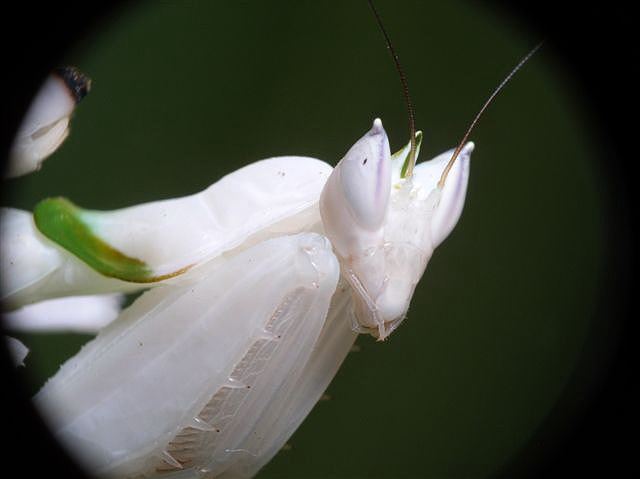 Hymenopus coronatus