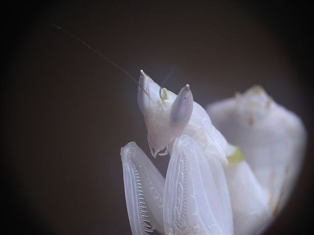 Hymenopus coronatus
