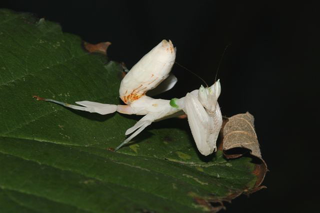 Hymenopus coronatus