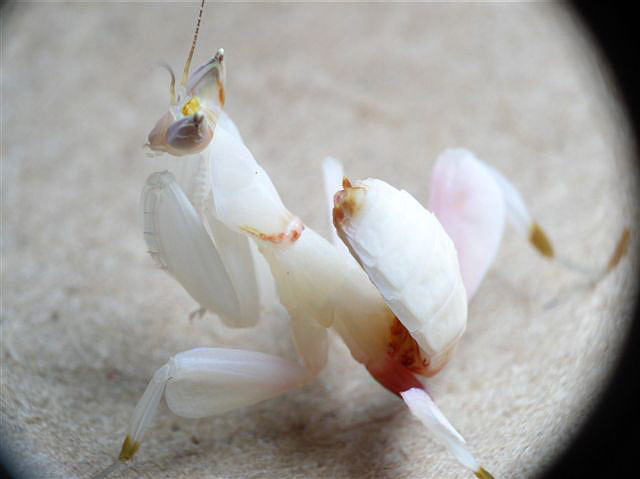 Hymenopus coronatus