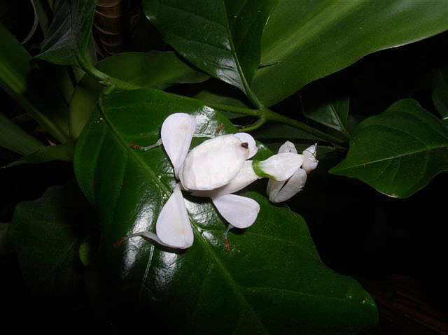 Hymenopus coronatus