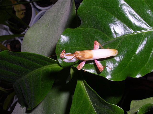 Hymenopus coronatus