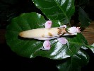 Hymenopus coronatus 