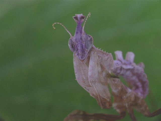 Idolomantis diabolica