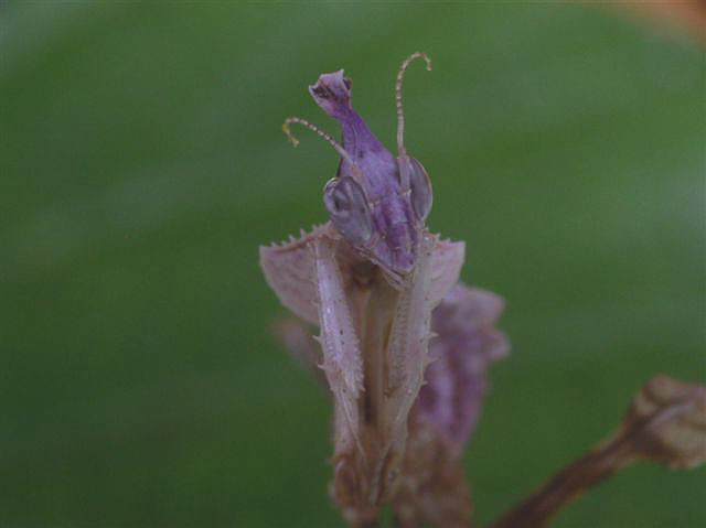 Idoloantis diabolica