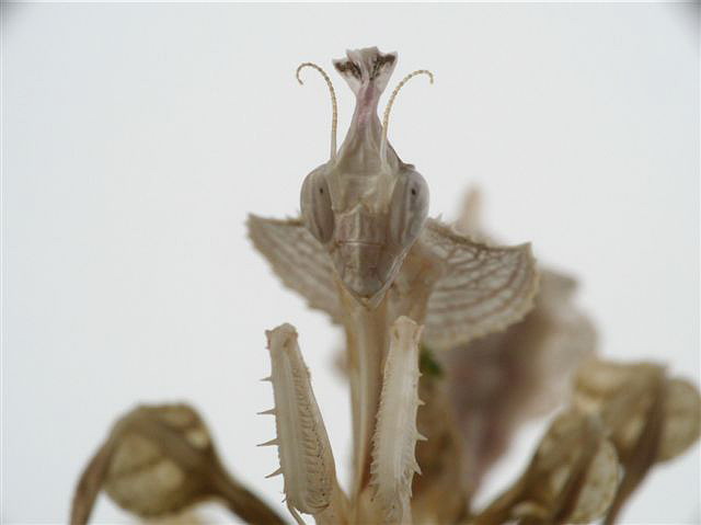 Idolomantis diabolica