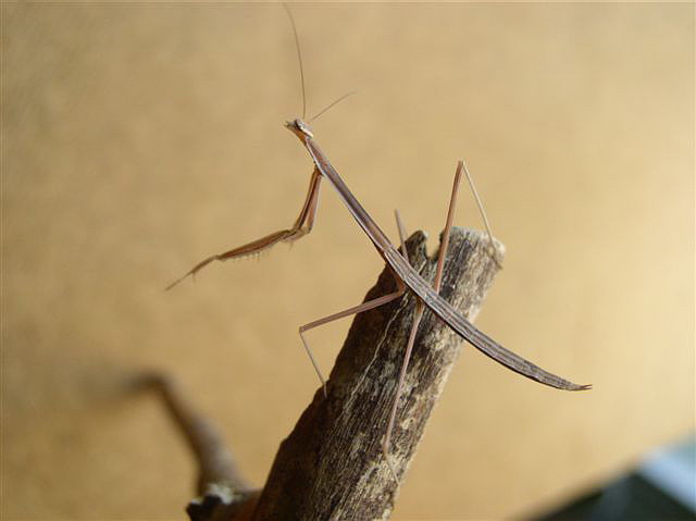 Tenodera sp.(Guinea-Bissau)