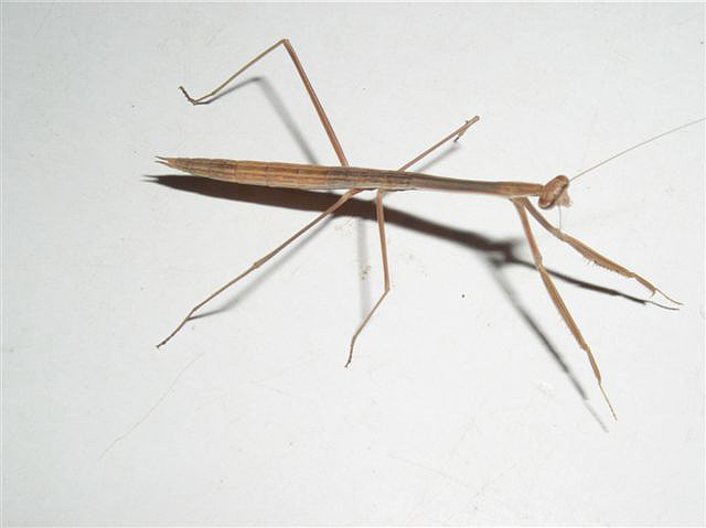 Tenodera sp.(Guinea-Bissau)
