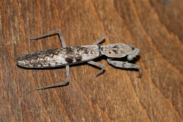 Rhombodera fusca(Thajsko)