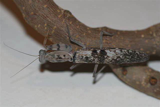 Rhombodera fusca(Thajsko)