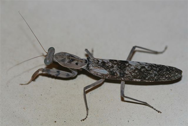 Rhombodera fusca(Thajsko)