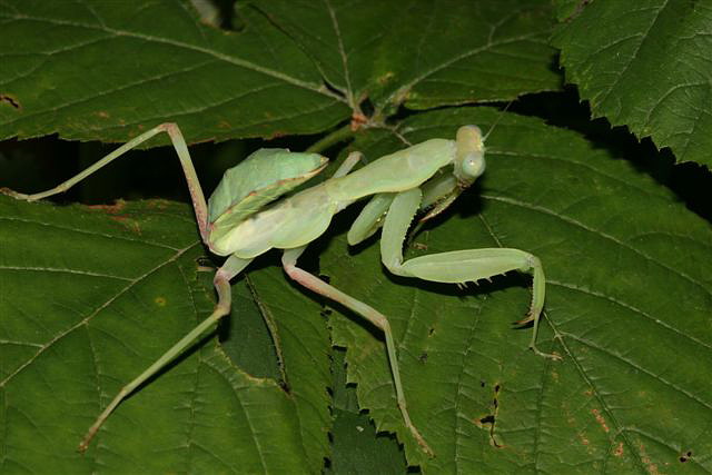 Sphodromantis lineola