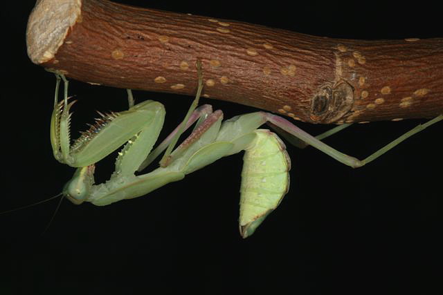 Sphodromantis lineola