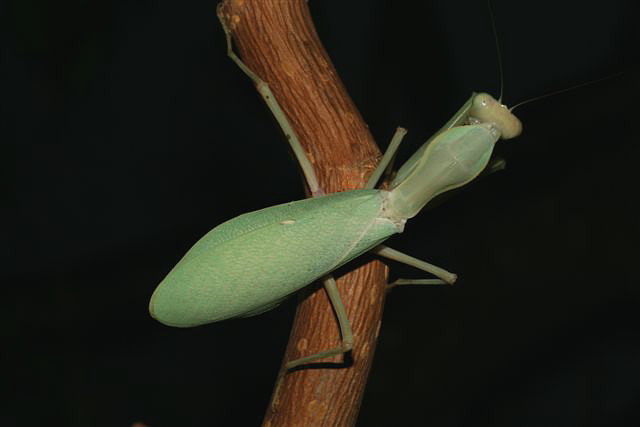 Sphodromantis lineola