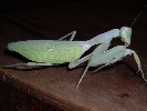 Sphodromantis lineola