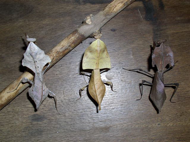 Deroplatys lobata,truncata,dessicata