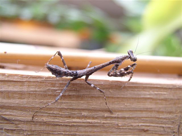 Deroplatys lobata