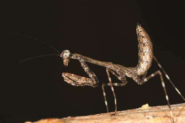 Deroplatys lobata