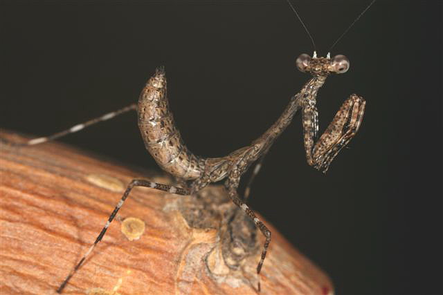 Deroplatys lobata