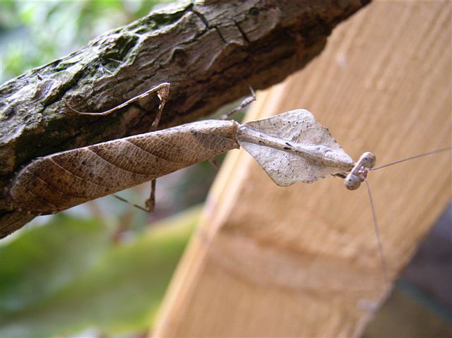 Deroplatys lobata