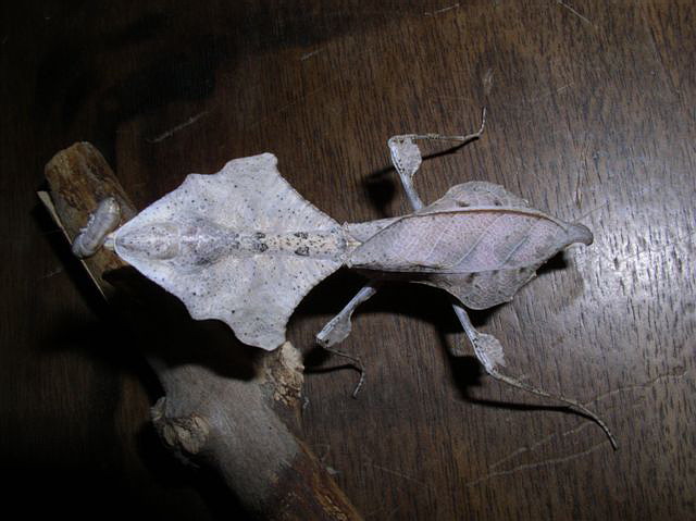 Deroplatys lobata