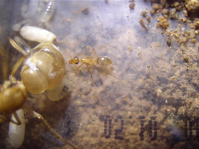 Myrmecocystus mexicanus