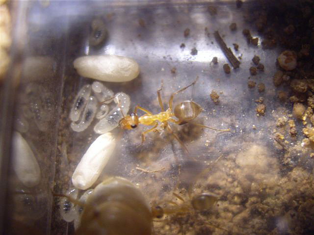 Myrmecocystus mexicanus