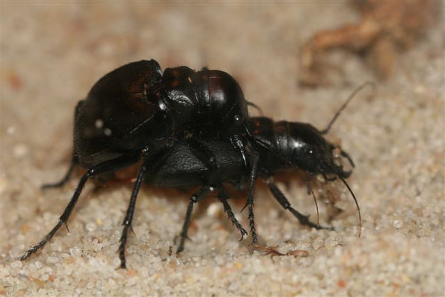 Manticora latipennis.