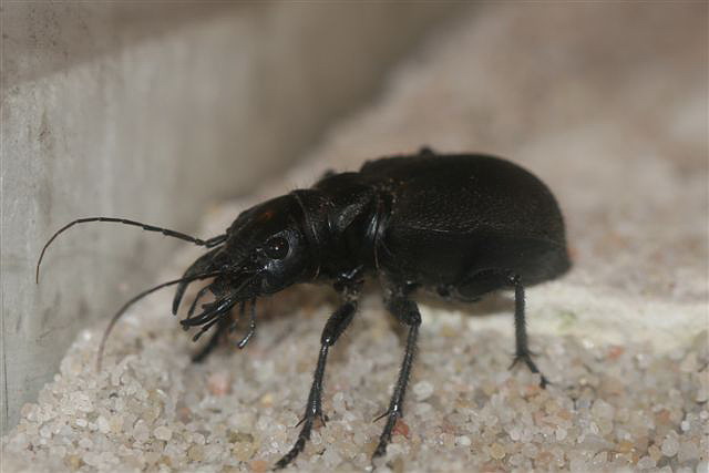 Manticora latipennis.