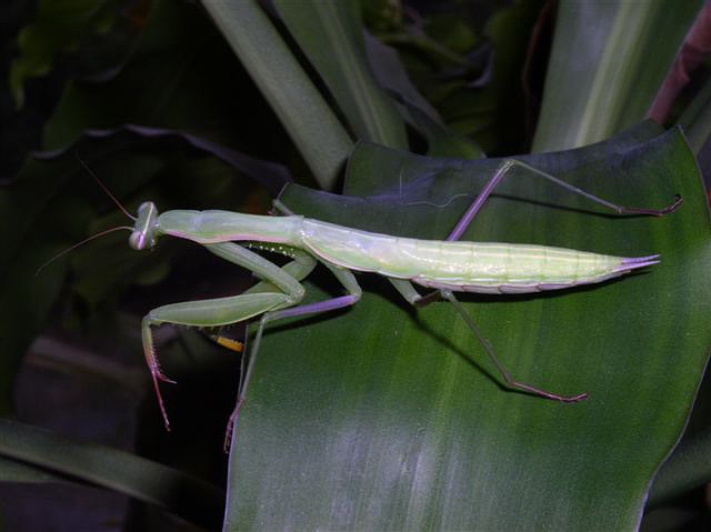 Mantis religiosa