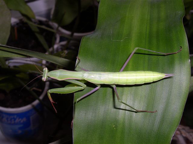 Mantis religiosa