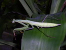 Mantis religosa