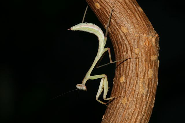 Hierodula membranacea