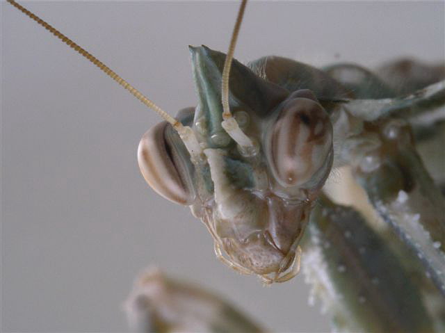 Blepharopsis mendica