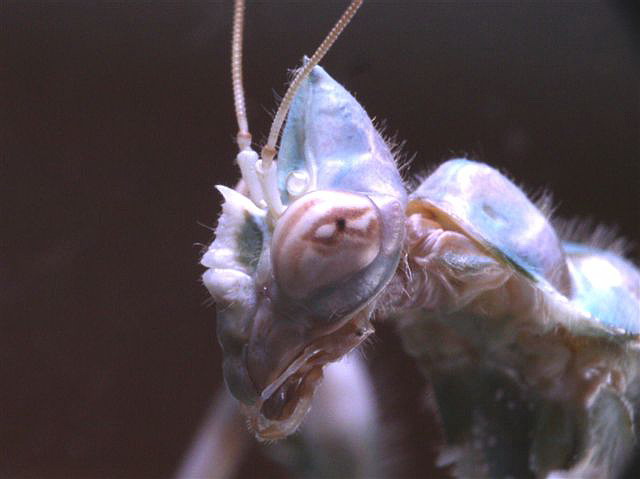 Blepharopsis mendica