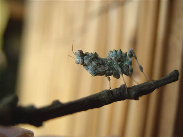 Blepharopsis mendica