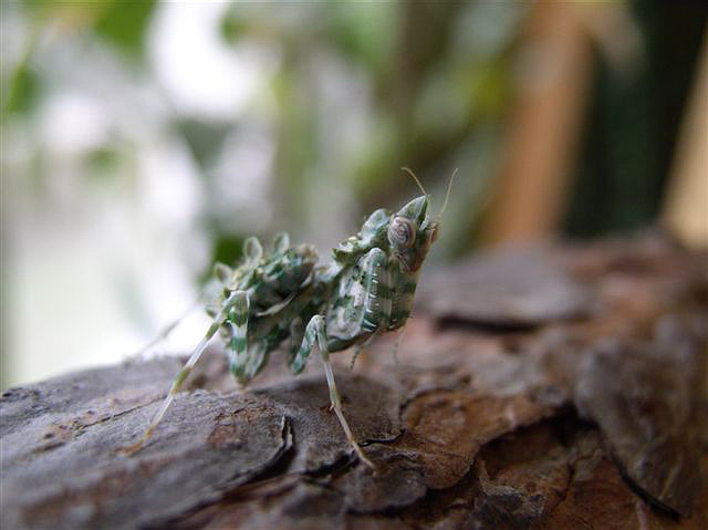 Blepharopsis mendica