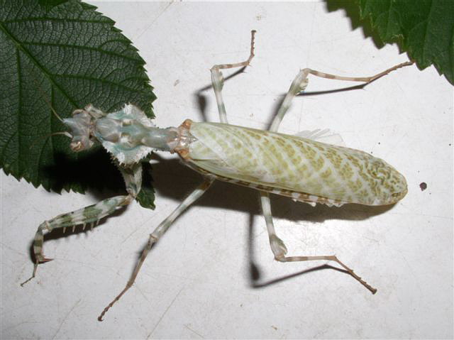 Blepharopsis mendica