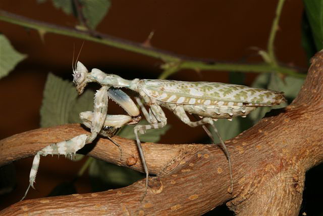 Blepharopsis mendica