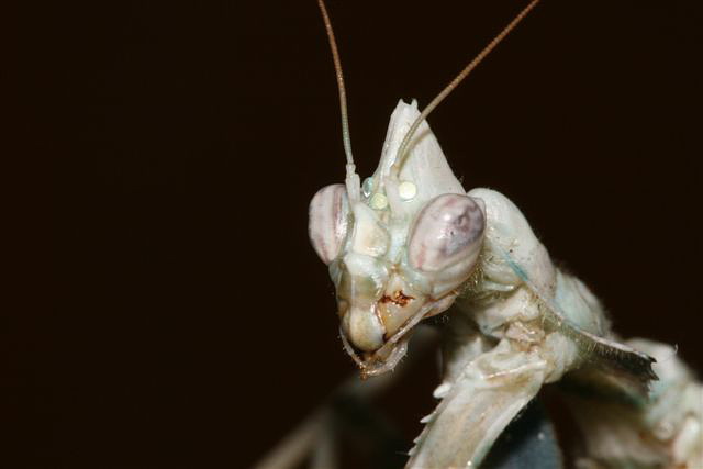 Blepharopsis mendica