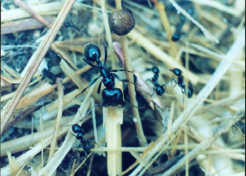 Messor barbarus