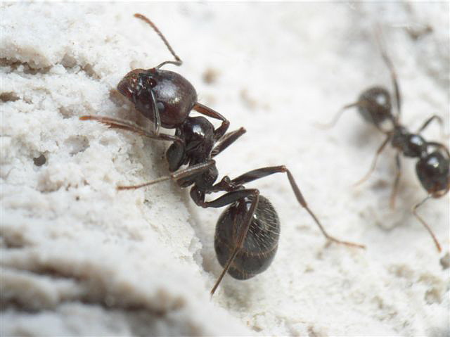 Messor barbarus