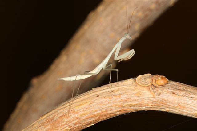 Miomantis sp.(Gambie)
